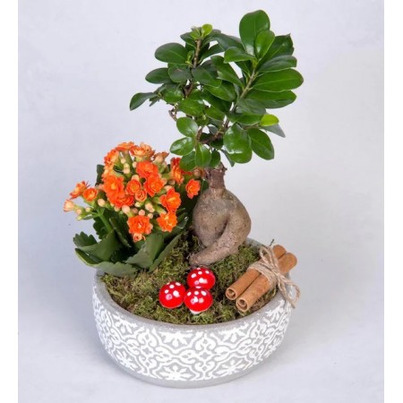 Beton Saksıda  Kalancho ve Ficus Ging Seng Bonsai